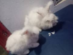 English angora 0