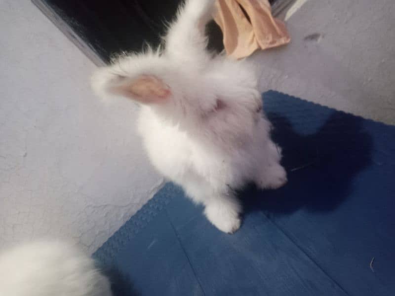 English angora 1