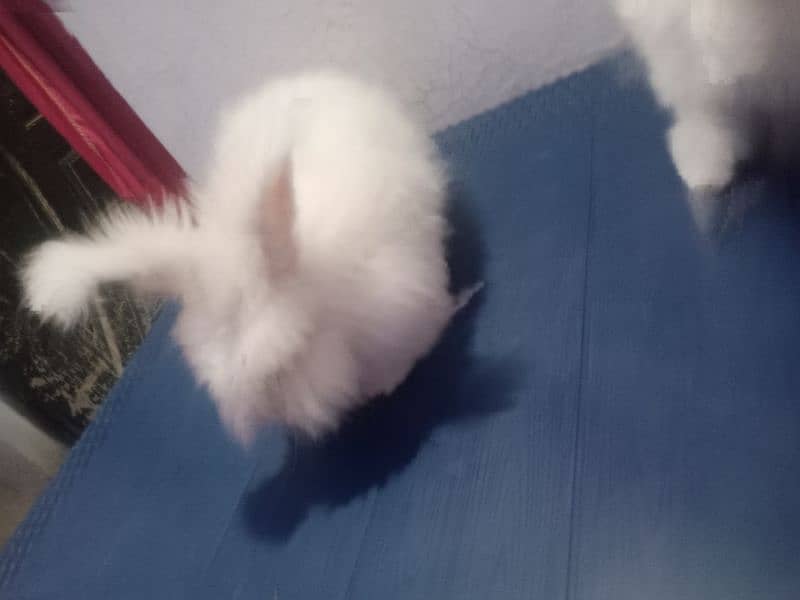 English angora 2