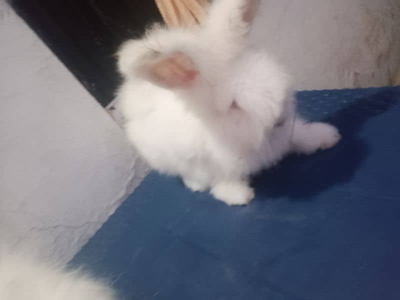 English angora 3