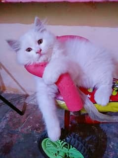 Persian kittens for sale 0