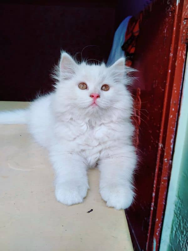 Persian kittens for sale 1