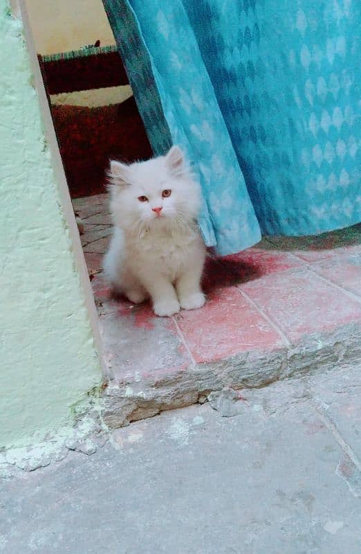 Persian kittens for sale 3