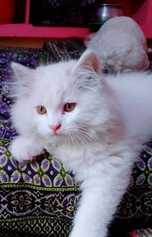 Persian kittens for sale 4