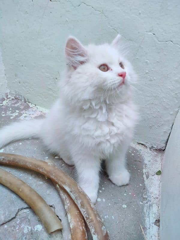 Persian kittens for sale 5