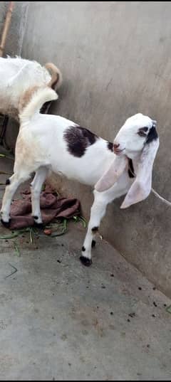 Gulabi abluck female for sale age 3.5 months full active 03162918168