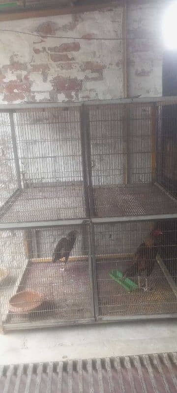 cage for sale 1