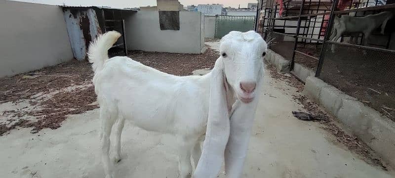 gulabi female sale 1