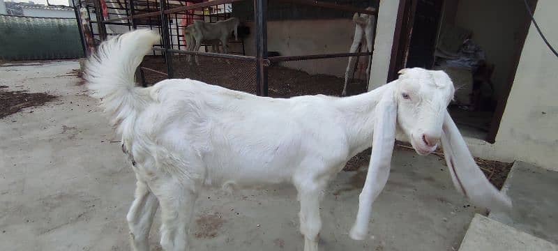 gulabi female sale 8