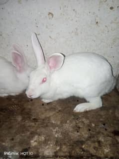 Pregnent Rabbit  WhitebEyes for sale