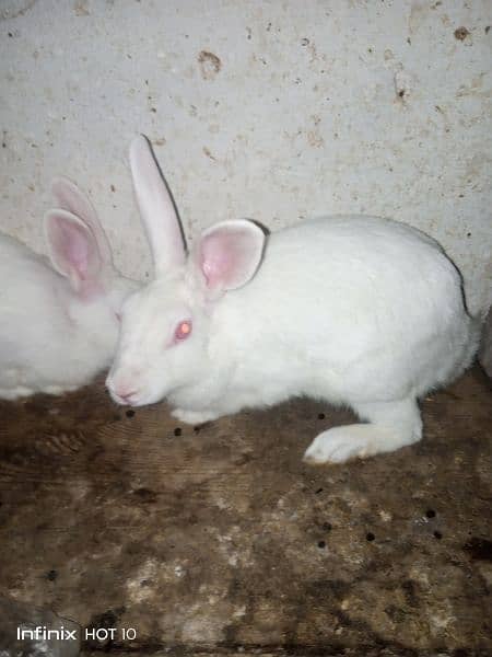 Pregnent Rabbit  WhitebEyes for sale 0