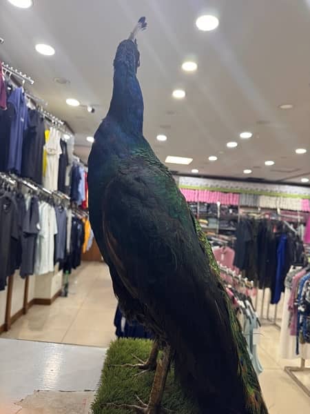 original peacock stuffed in stacheu 2