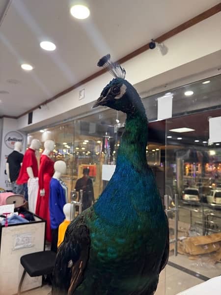 original peacock stuffed in stacheu 4