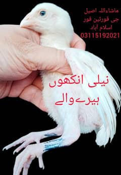 Heera Breeder / Heera Chicks / Heera Murgha/ Aseel