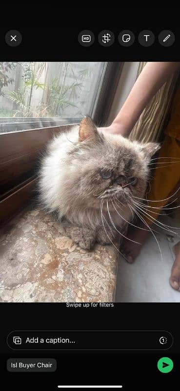 Himalayan Persian piki 0