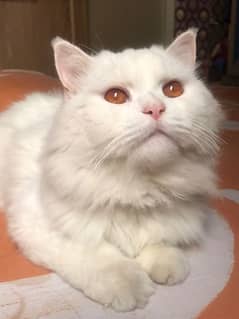 Persian male cat