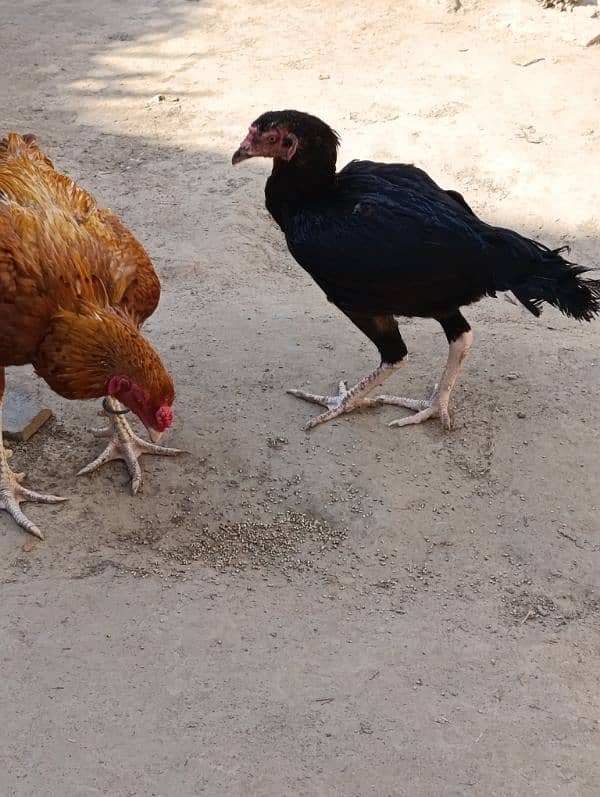 Aseel pair For sale 9