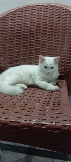 Trippel coated Persian cat 0