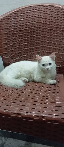 Trippel coated Persian cat 1