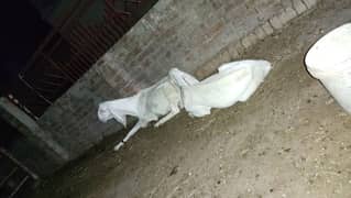 Pure Gulabi white bakri