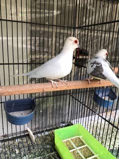 Diamond pied dove breeder pair