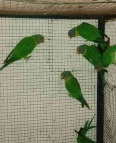 Parrot For Sale