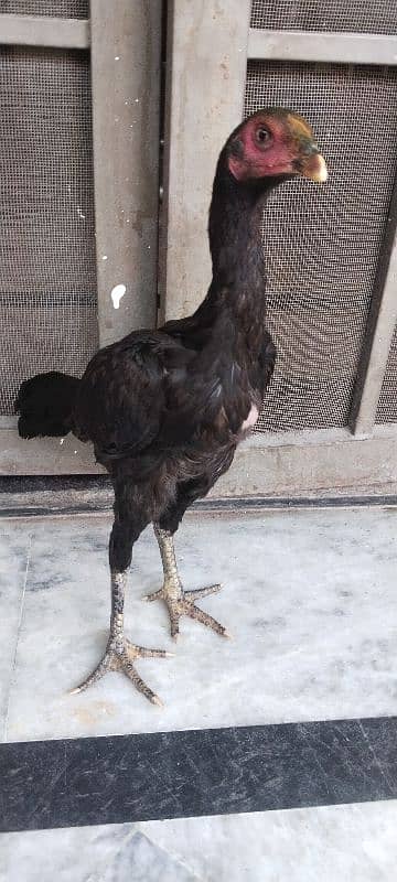 Thai Pakoy female, young and healthy 2