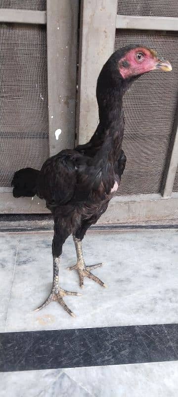 Thai Pakoy female, young and healthy 5