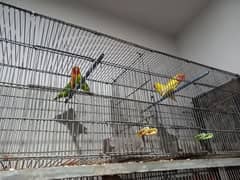 lovebirds setup for sale, all breeder pairs and adult pieces