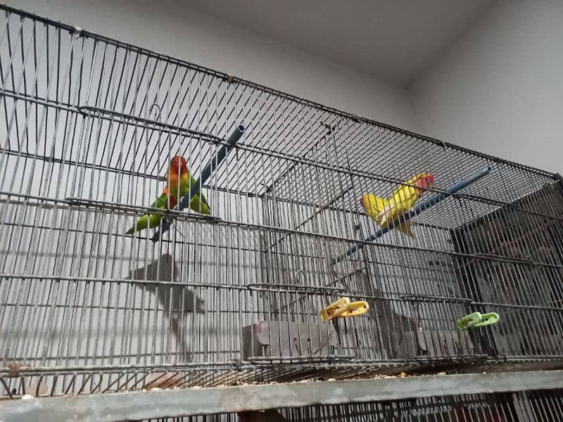 lovebirds setup for sale, all breeder pairs and adult pieces 0