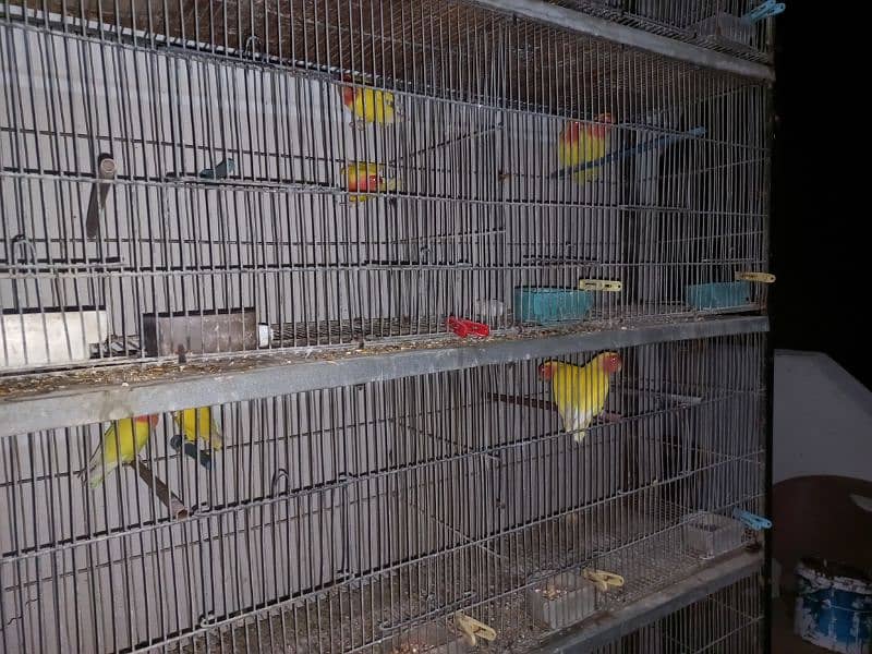 lovebirds setup for sale, all breeder pairs and adult pieces 1