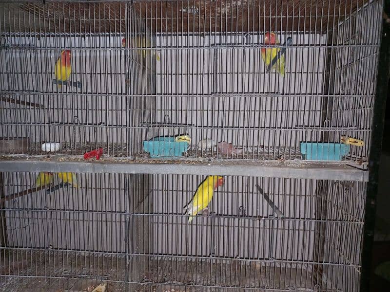 lovebirds setup for sale, all breeder pairs and adult pieces 2