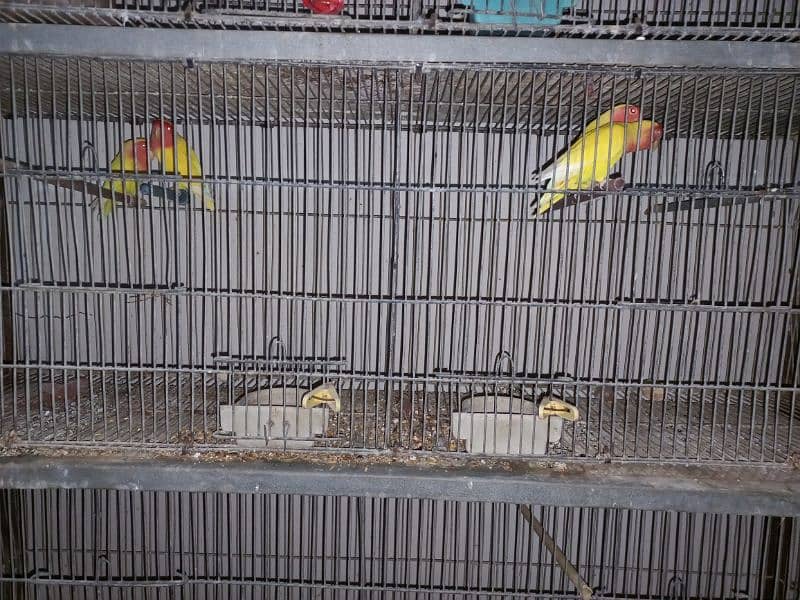 lovebirds setup for sale, all breeder pairs and adult pieces 3