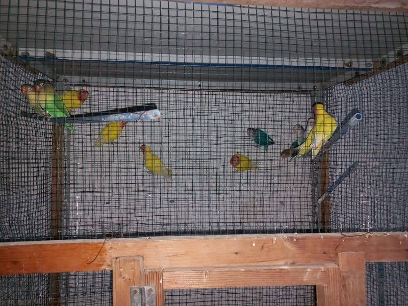 lovebirds setup for sale, all breeder pairs and adult pieces 4