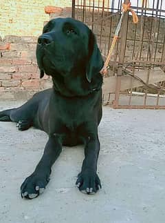 Labrador Breeder Female