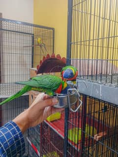 Lorry, Rosella, Plumhead, Conure, Lovebirds