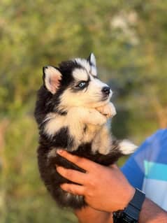 husky male and female available