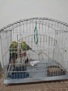 Bird cage