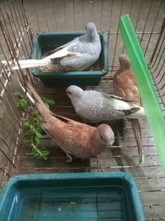 china / diamond dove pairs