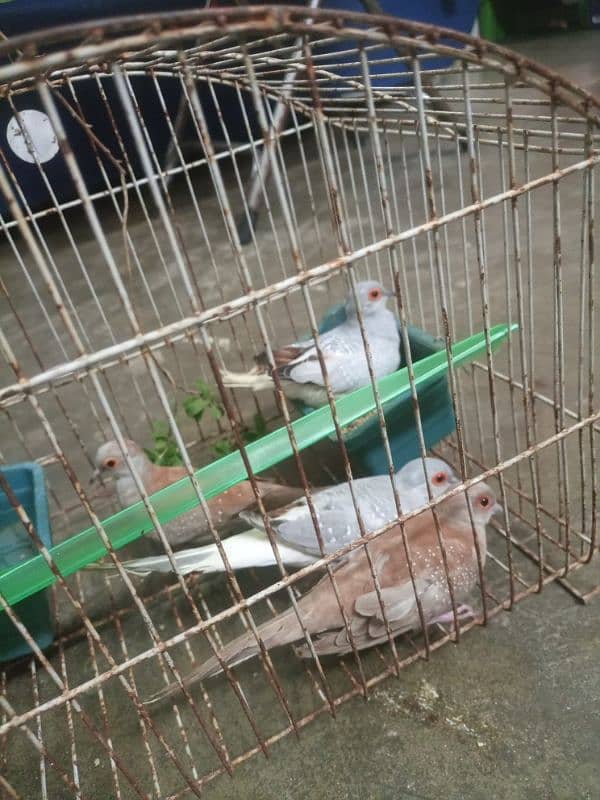 china / diamond dove pairs 2