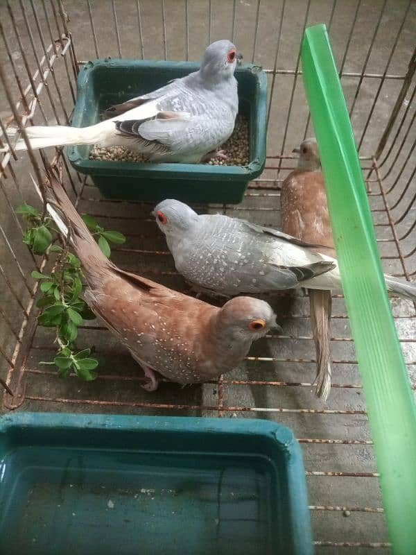 china / diamond dove pairs 4