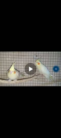 cocktail birds for sale contact 03420074860