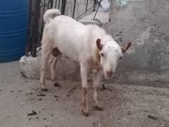 tedda bakra