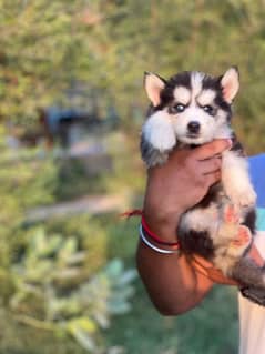 whollcoat Blue eye's puppies