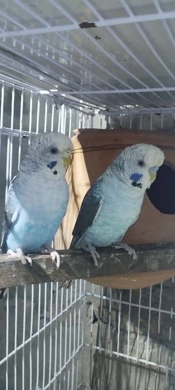 black wings budgie parrot pair 0