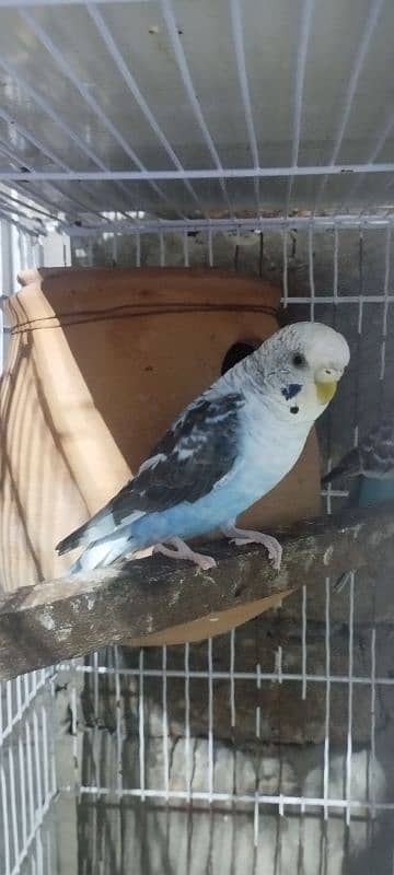 black wings budgie parrot pair 1