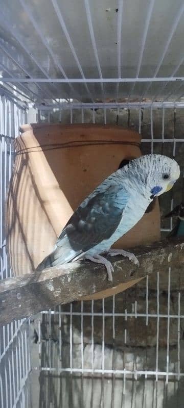 black wings budgie parrot pair 3