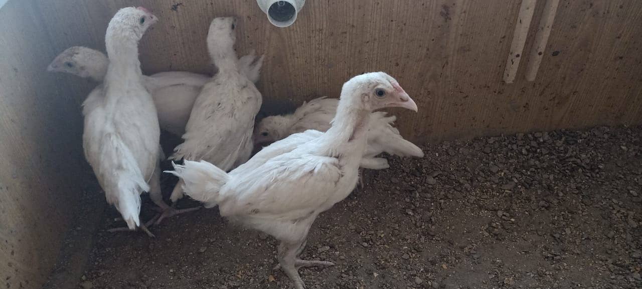 Mianwali Aseel lakha chicks & Heera chicks in white nok nali 1