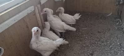 Mianwali Aseel lakha chicks & white heera chicks in white nok nali