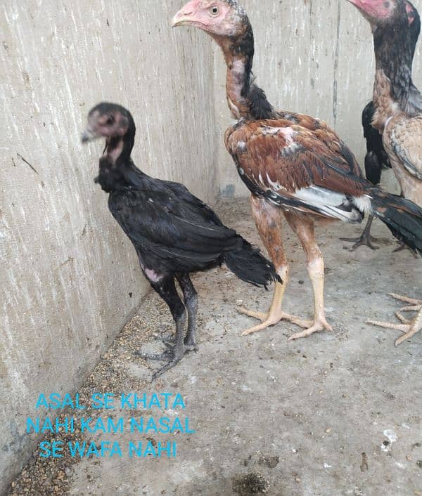 Burmi and Thai trat chicks for sale. add pura read karein 3